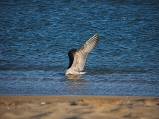 Beautiful seagull bird at the beach in Portugal