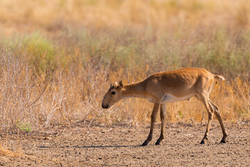 Portrait of young male Saiga antelope or Saiga tatarica