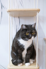 Portrait of a cute funny black and white cat with yellow eyes. Pet concept. Vertical photography.