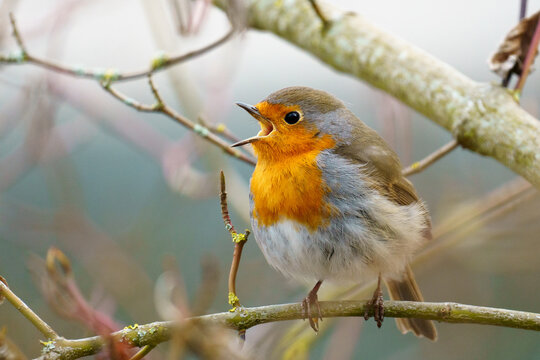 Der Fr&uuml;hling ist da