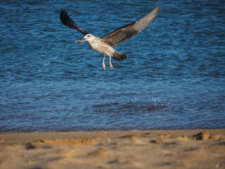 Beautiful seagull bird at the beach in Portugal
