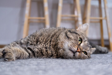 Portrait of a cute funny gray tabby cat lying on the floor. Pet concept. Outbred cat.