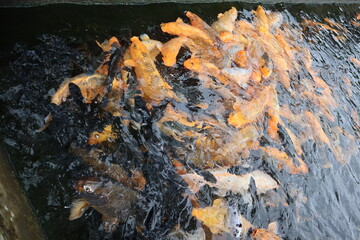 Fish in the pond