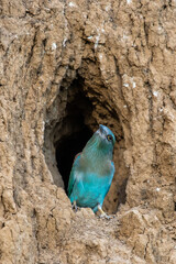 The European Roller bird chick prepares to fly out of the hole-nest