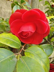 un primo piano di una camelia giapponese rossa in fiore e rigogliosa in un giardino in primavera