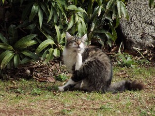 A cat of white and gray tones in a forest of green leafy trees
