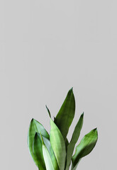 The leaves of the house plant Sansevieria on the background of a gray wall. Home plant Sansevieria trifa
