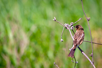 Young Whinchat on the branch