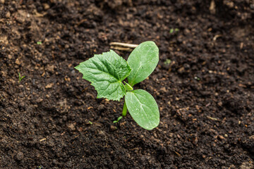 Young sprout new cucumber plant at soil