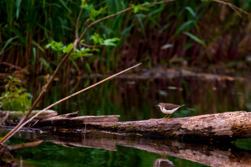 Common Sandpiper or Actitis hypoleucos bird in habitat