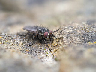 Close up Macro Horsefly