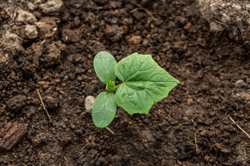 Young sprout new cucumber plant at soil