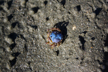 Blue-shelled soldier crab viewed from above on an Australian beach. Round crab with green eyes, blue shell and orange legs in Queensland, Australia.