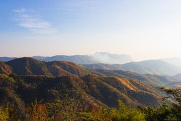 Obraz premium Plants and wild flowers on the mountain, views of the mountains in Phetchabun Province, Thailand.