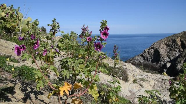 Mediterranean seascape with rocks and flowers of mallow (Malva sylvestris) swinging in the wind