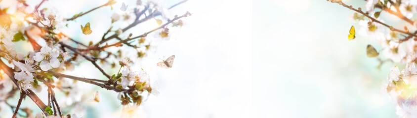 Spring background. Spring time with plum blossoms.