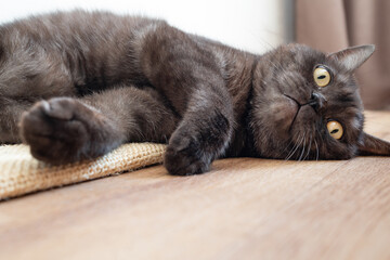 Cute gray cat laying on the floor with funny face. Animal friendly theme. Copy space
