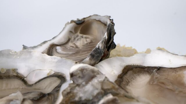 Сlose-up fresh oysters on ice and sea salt granules 4K. Macro texture of the clam on white background slow motion. Seafood aphrodisiacs. Laowa shot
