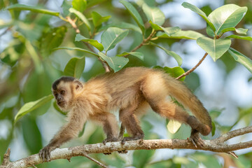 Fototapeta premium The Hooded capuchin monkey (Cebus apella cay)