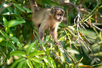 The Hooded capuchin monkey (Cebus apella cay)