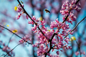 Cercis European, or European Tsertsis, or Judas tree - Trees or shrubs, species of the genus Cercis the legume family