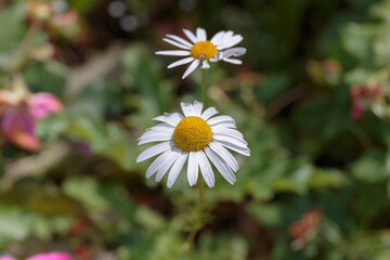Chamomile flower close up. Blooming spring flowers.