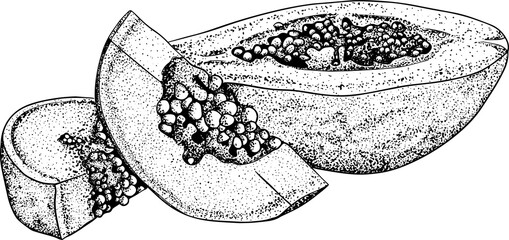 Vector hand drawn set of papaya. Delicious tropical vegetarian objects. Use for restaurant, meal, market, store, menu.