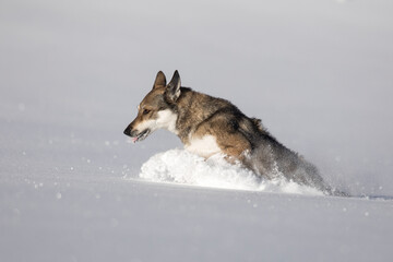 Schäferhund Mischling im tiefen Schnee, Österreich