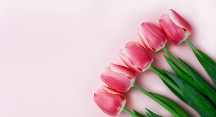 Red tulips on pink background. Mothers day, March 8, Valentine's Day, Birthday celebration concept. Greeting card. Banner. Copy space. Close-up. Top view.