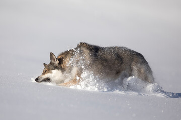 Schäferhund Mischling im tiefen Schnee, Österreich