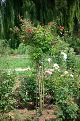 Beautiful rose in the garden
