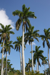 Fototapeta na wymiar Tall palm trees with thin trunks and dark green leaves against a blue sky in Matanzas, Cuba.