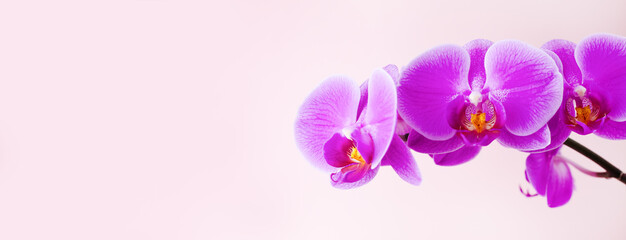 Fototapeta na wymiar Banner. Sprig of purple Phalaenopsis orchid on a pink background. Close-up. Place for your text.