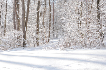 Winter forest landscape with snow