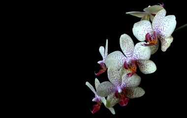 White orchid flower on black background