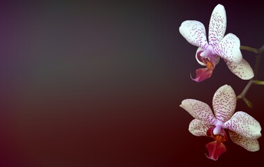 Naklejka na ściany i meble Two white orchid flowers on a black background. Glow effect