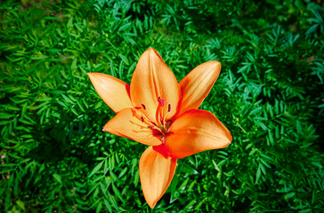 Fototapeta premium close up of a beautiful orange Tiger Lily (Lilium tigrinum) on a blurred green background