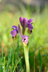 Ophrys tenthredinifera or bee flower orchid