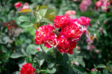 Beautiful rose in the garden