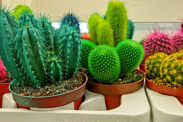 Colorful small cacti in pots close-up