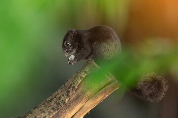 Fototapeta premium Thailand palm squirrel in national park. Full title Funambulus palmarum
