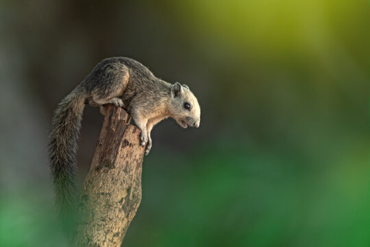 Closeup portrait of variable squirrel -Callosciurus finlaysonii, on a tree branch in Thailand park