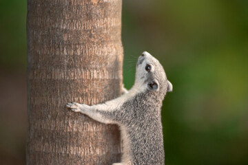 Closeup portrait of variable squirrel -Callosciurus finlaysonii, on a tree branch in Thailand park