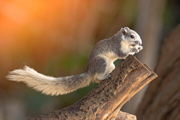 Closeup portrait of variable squirrel -Callosciurus finlaysonii, on a tree branch in Thailand park