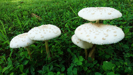 White mushrooms on the grass
