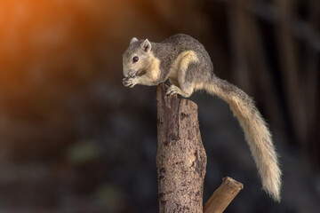 Closeup portrait of variable squirrel -Callosciurus finlaysonii, on a tree branch in Thailand park