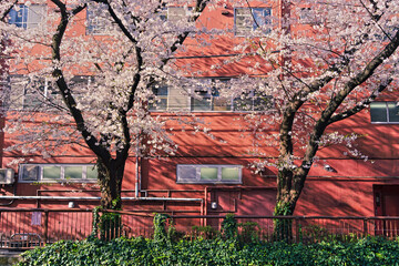 桜のある日常風景
