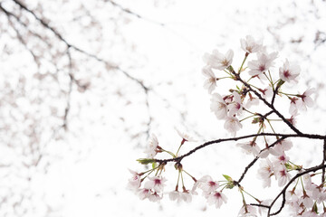 曇りの日に桜を撮ってみた
