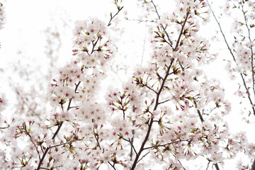 曇りの日に桜を撮ってみた２