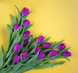 Obraz premium Beautiful tulips on the yellow background